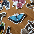 Blue Morpho Butterfly Wildlife Vinyl Sticker [Beneath the Canopy RHS Collab] - Sprouts of Bristol