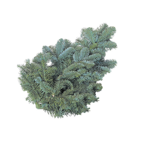 Blue Pine Branches (Wollemia nobilis) Christmas Craft Wreath Florist Festive Decoration Fresh Foliage - Sprouts of Bristol