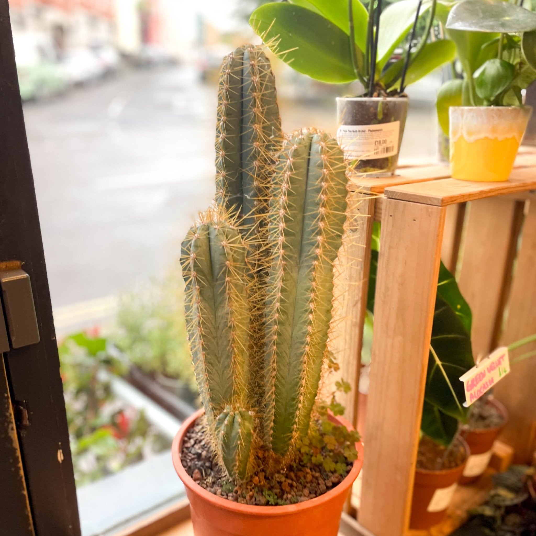 blue-torch-cactus-pilosocereus