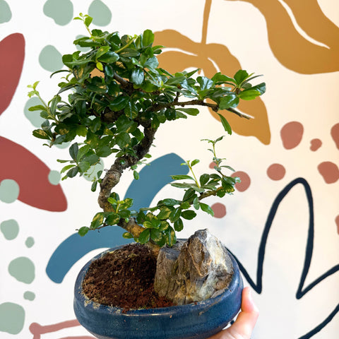 fujian tea bonsai tree Bonsai - Carmona microphylla