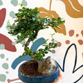 Bonsai - Carmona microphylla - Fukien Tea Tree - Sprouts of Bristol