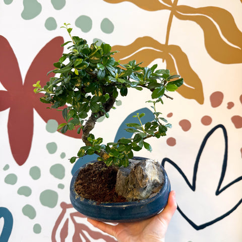 Bonsai - Carmona microphylla - Fukien Tea Tree - Sprouts of Bristol