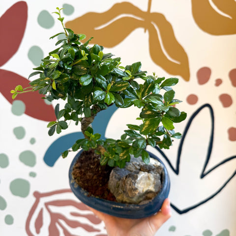 bonsai tree sprouts Bonsai - Carmona microphylla