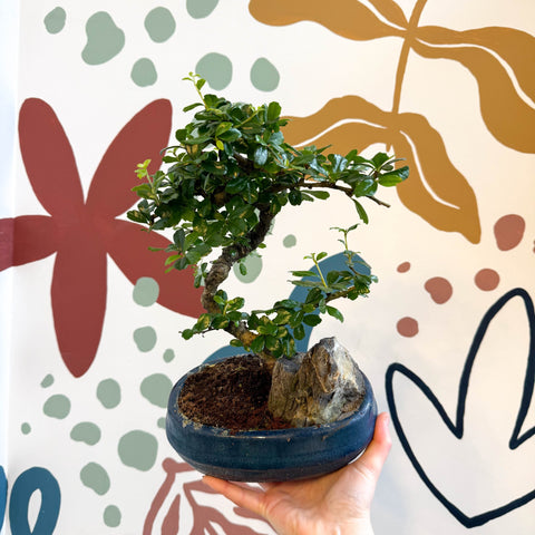 green tea bonsai tree Bonsai - Carmona microphylla