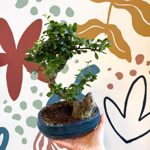 tea tree bonsai Bonsai - Carmona microphylla