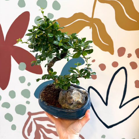 Bonsai - Carmona microphylla - Fukien Tea Tree - Sprouts of Bristol