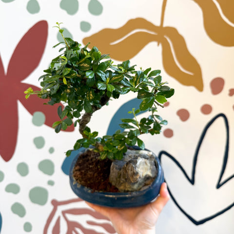 Bonsai - Carmona microphylla