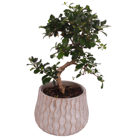 Bonsai - Ficus microcarpa 'Ginseng' - Indian Laurel - Sprouts of Bristol