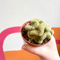 Brain Cactus - Mammillaria elongata 'Cristata' - Sprouts of Bristol