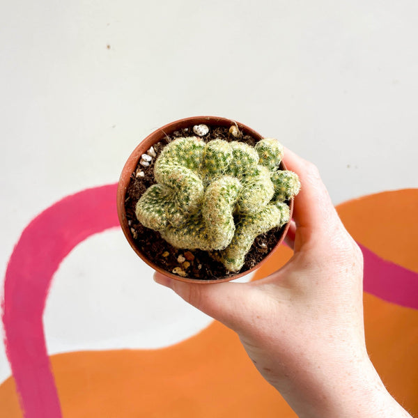 types of brain cactus Brain Cactus