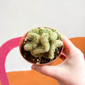 Brain Cactus - Mammillaria elongata 'Cristata' - Sprouts of Bristol