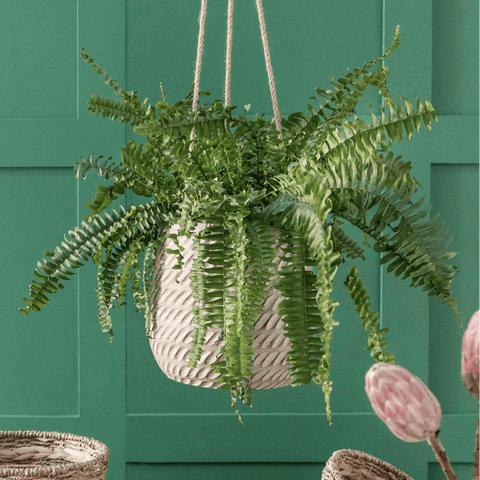 Bramdean Hanging Plant Pot - Sprouts of Bristol