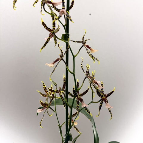 Brassia ‘Summer Dream’ – Spider Orchid - Sprouts of Bristol