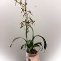Brassia ‘Summer Dream’ – Spider Orchid - Sprouts of Bristol