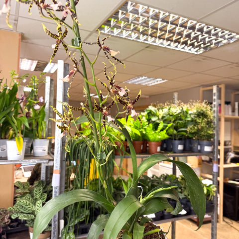 Brassia ‘Summer Dream’ – Spider Orchid - Sprouts of Bristol