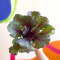 Brassica oleracea - Ornamental Cabbage or Kale - Lucky Mix - Sprouts of Bristol