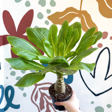 indoor plants synonyms Brighamia insignis – Hawaiian Palm – Sprouts of Bristol