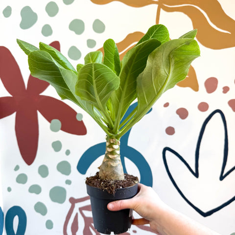 hawaiian palm plant for sale Brighamia insignis – Hawaiian Palm – Sprouts of Bristol
