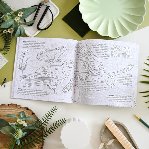 British Bird of Prey Educational Colouring Book - Sprouts of Bristol