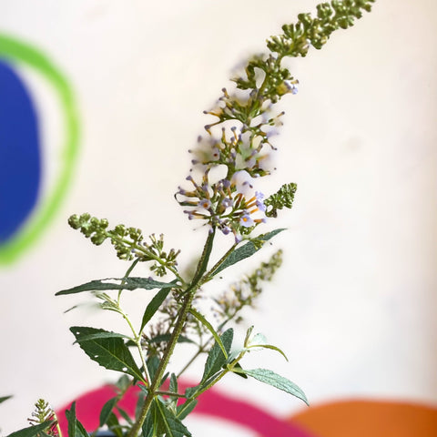 Buddleja davidii 'Summer Bird Sky Blue' - Butterfly Bush - British Grown - Sprouts of Bristol