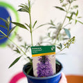 Buddleja davidii 'Summer Bird Sky Blue' - Butterfly Bush - British Grown - Sprouts of Bristol