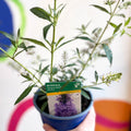 Buddleja davidii 'Summer Bird Sky Blue' - Butterfly Bush - British Grown - Sprouts of Bristol