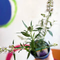 Buddleja davidii 'Summer Bird Sky Blue' - Butterfly Bush - British Grown - Sprouts of Bristol