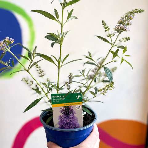 Buddleja davidii 'Summer Bird Sky Blue' - Butterfly Bush - British Grown - Sprouts of Bristol