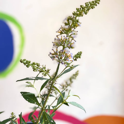 Buddleja davidii 'Summer Bird Sky Blue' - Butterfly Bush - British Grown - Sprouts of Bristol