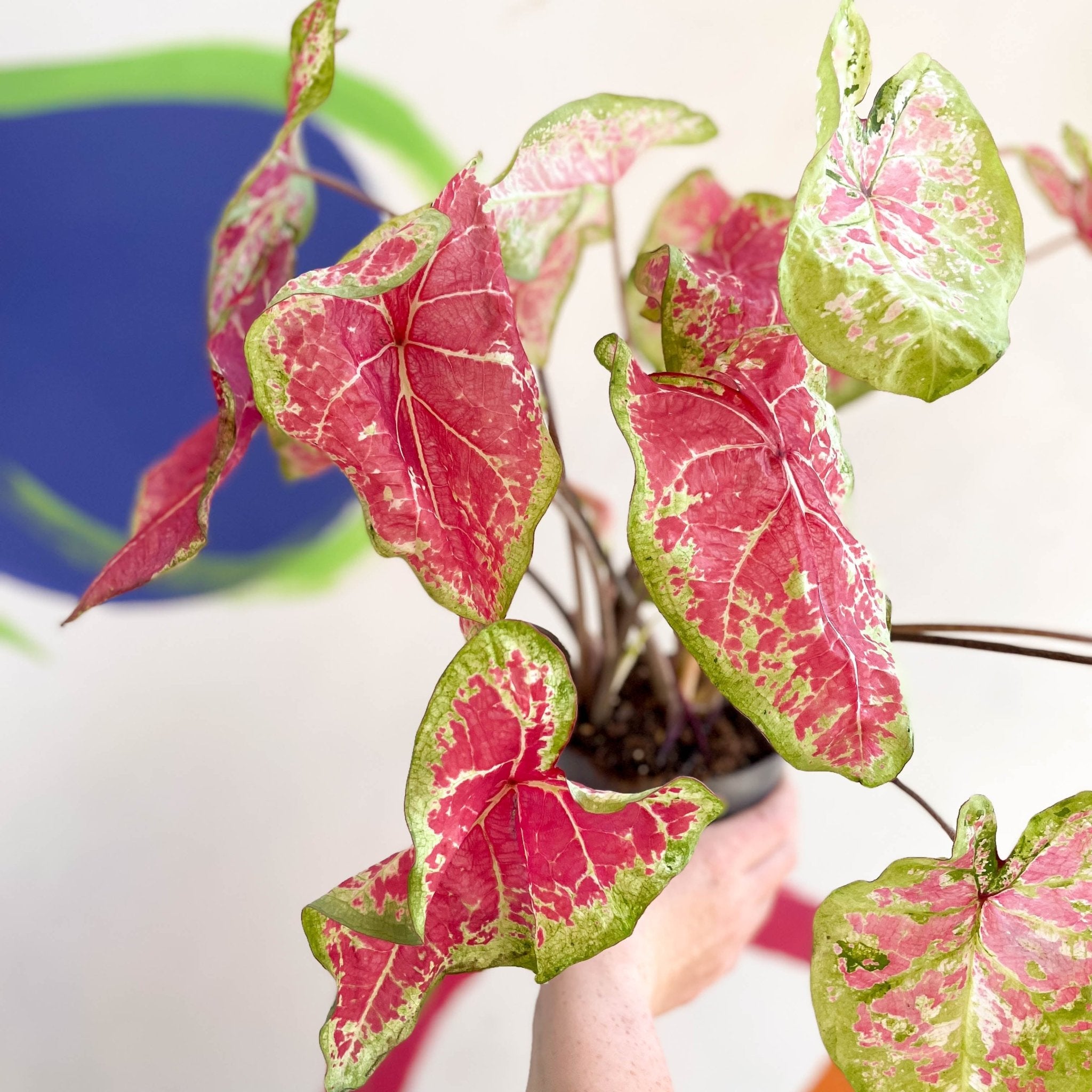Caladium bicolor 'Raspberry Moon' – Sprouts of Bristol