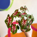 Caladium 'Butterfly' - Sprouts of Bristol