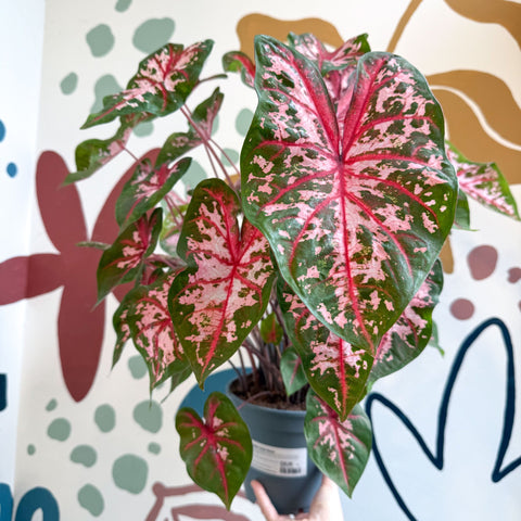 Caladium 'Carolyn Whorton' - Sprouts of Bristol