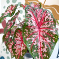 Caladium 'Carolyn Whorton' - Sprouts of Bristol