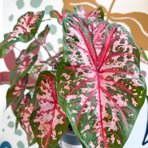 Caladium 'Carolyn Whorton' - Sprouts of Bristol