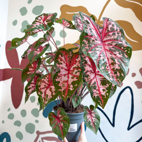 Caladium 'Carolyn Whorton' - Sprouts of Bristol