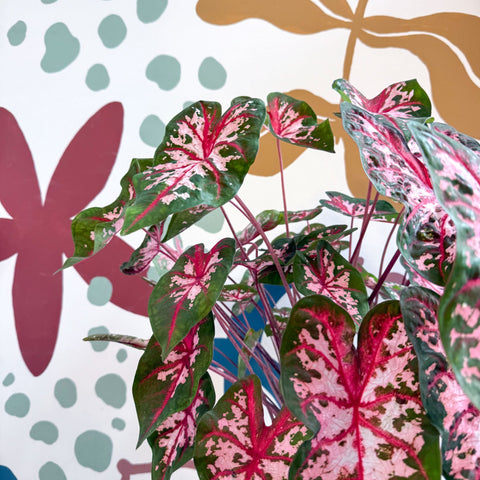 Caladium 'Carolyn Whorton' - Sprouts of Bristol