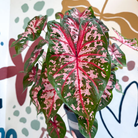 Caladium 'Carolyn Whorton' - Sprouts of Bristol