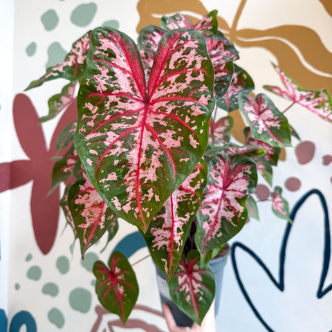 Caladium 'Carolyn Whorton' - Sprouts of Bristol