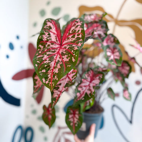 Caladium 'Carolyn Whorton' - Sprouts of Bristol