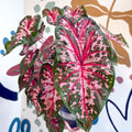 Caladium 'Carolyn Whorton' - Sprouts of Bristol