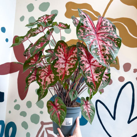 Caladium 'Carolyn Whorton' - Sprouts of Bristol