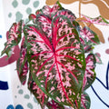 Caladium 'Carolyn Whorton' - Sprouts of Bristol