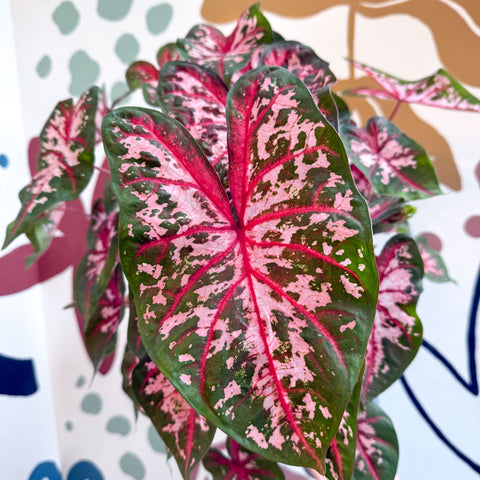 Caladium 'Carolyn Whorton' - Sprouts of Bristol
