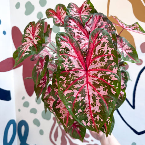 Caladium 'Carolyn Whorton' - Sprouts of Bristol