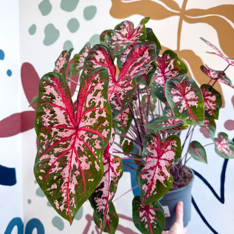 Caladium 'Carolyn Whorton' - Sprouts of Bristol