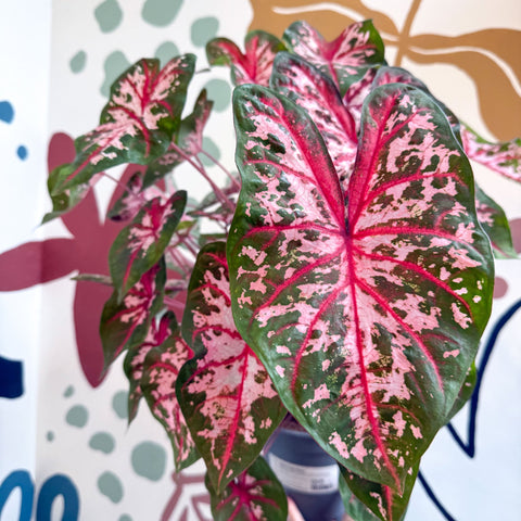 Caladium 'Carolyn Whorton' - Sprouts of Bristol