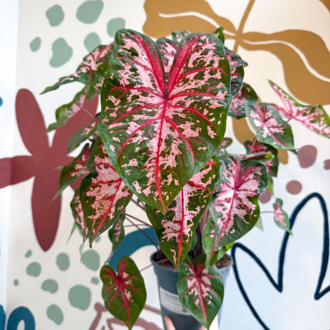 Caladium 'Carolyn Whorton' - Sprouts of Bristol