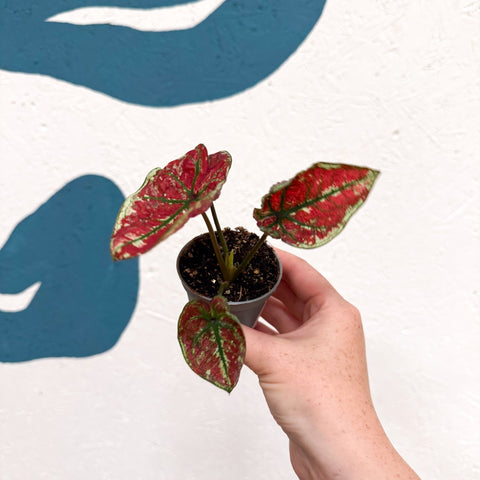 Caladium 'Fire Phoenix' - Sprouts of Bristol