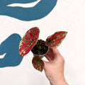 Caladium 'Fire Phoenix' - Sprouts of Bristol