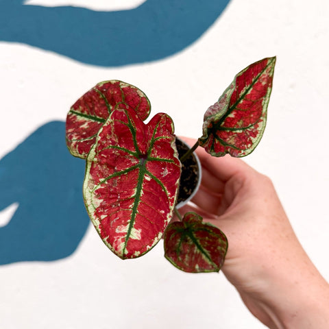 Caladium 'Fire Phoenix' - Sprouts of Bristol